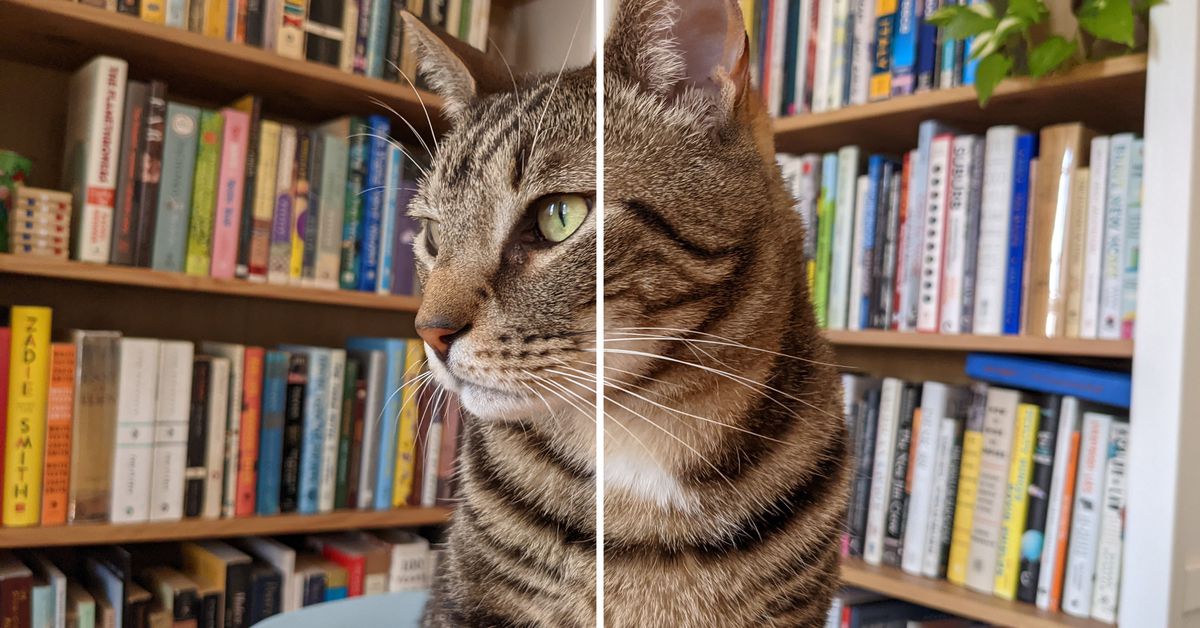cat