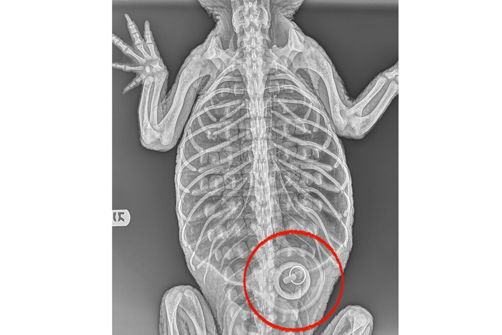 X-ray of an alligator